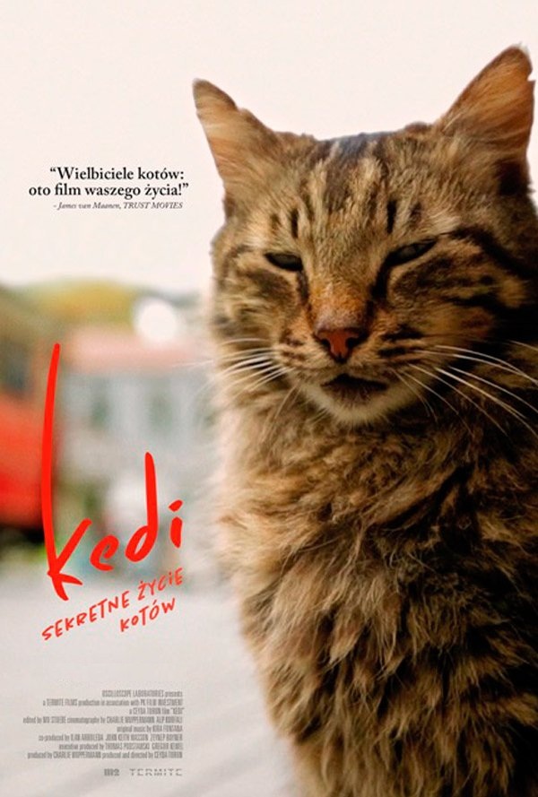 KINO HELIOS Kino Konesera: Kedi – sekretne życie kotów